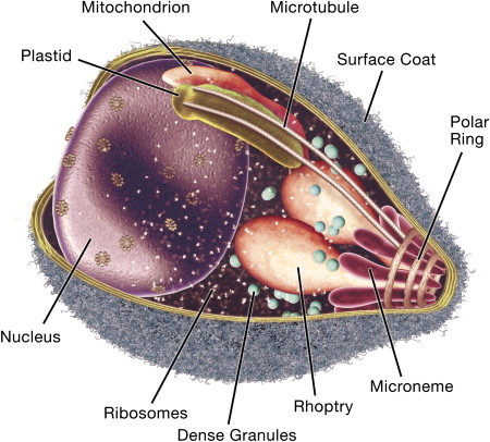 Red Blood Cells Organelles