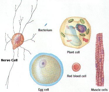 Red Blood Cells Organelles