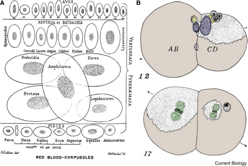 Red Blood Cells Organelles