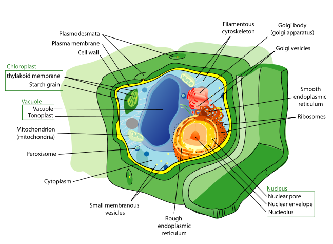 Red Blood Cells Organelles