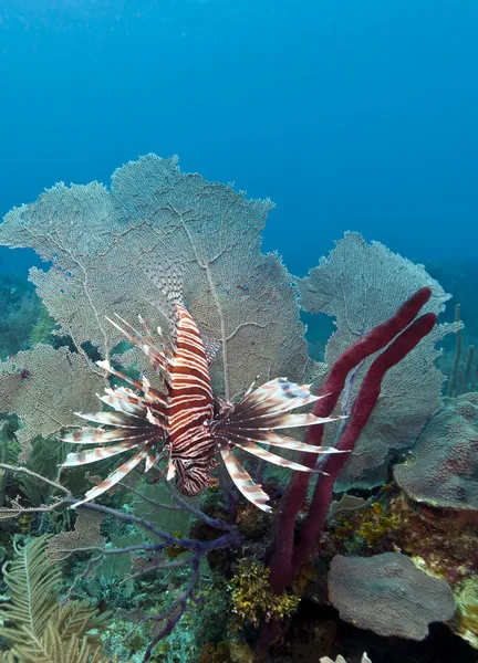 Red Lionfish For Sale