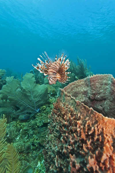 Red Lionfish For Sale