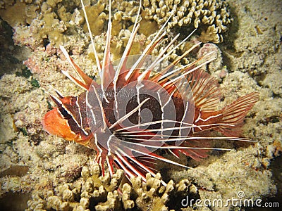 Red Lionfish For Sale