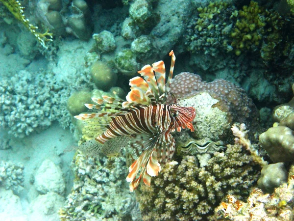 Red Lionfish For Sale