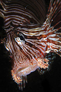 Red Lionfish For Sale