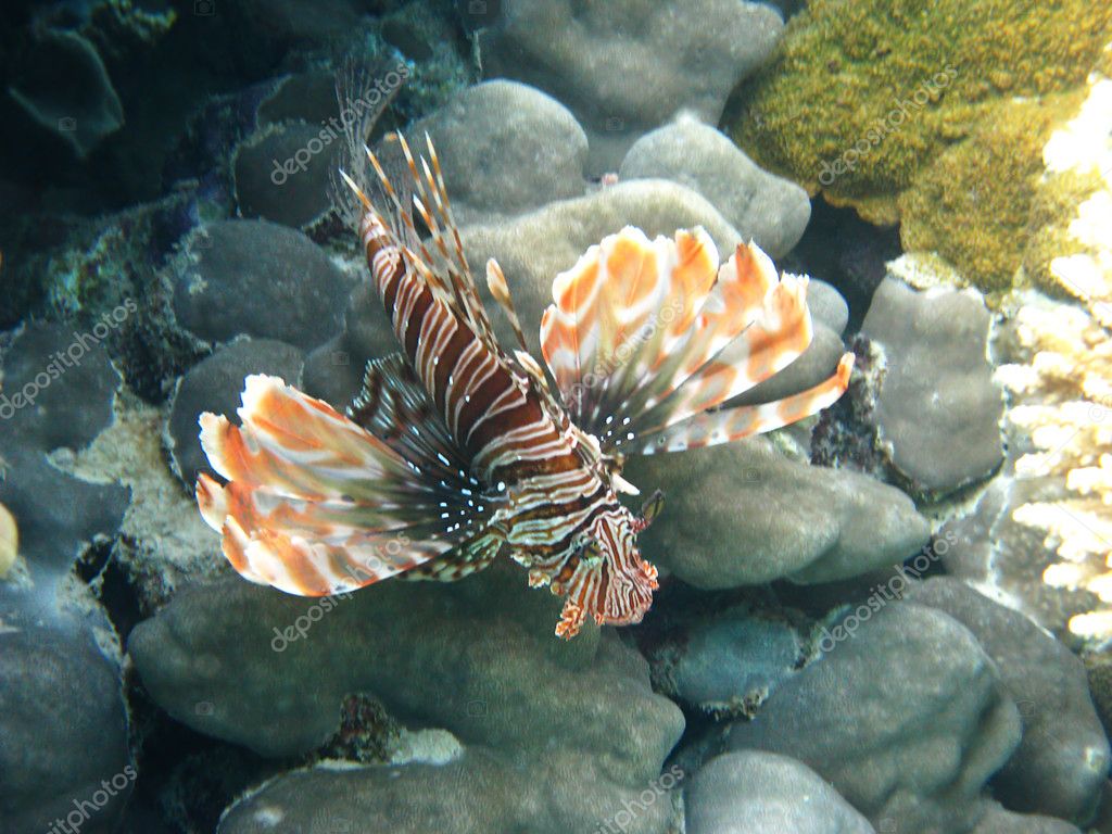 Red Lionfish For Sale