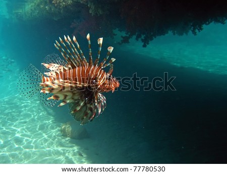 Red Lionfish For Sale