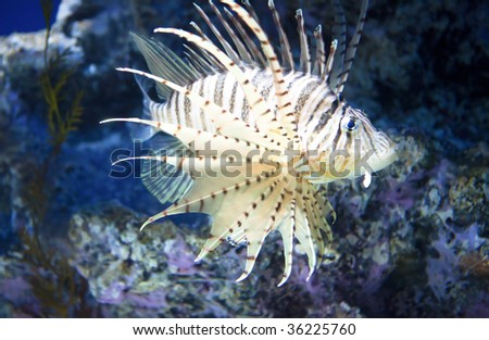 Saltwater Lionfish For Sale