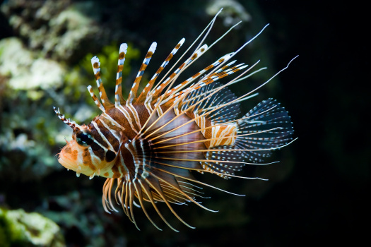 Saltwater Lionfish For Sale