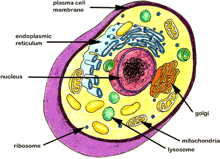 Similarities Between Animal And Plant Cells For Kids
