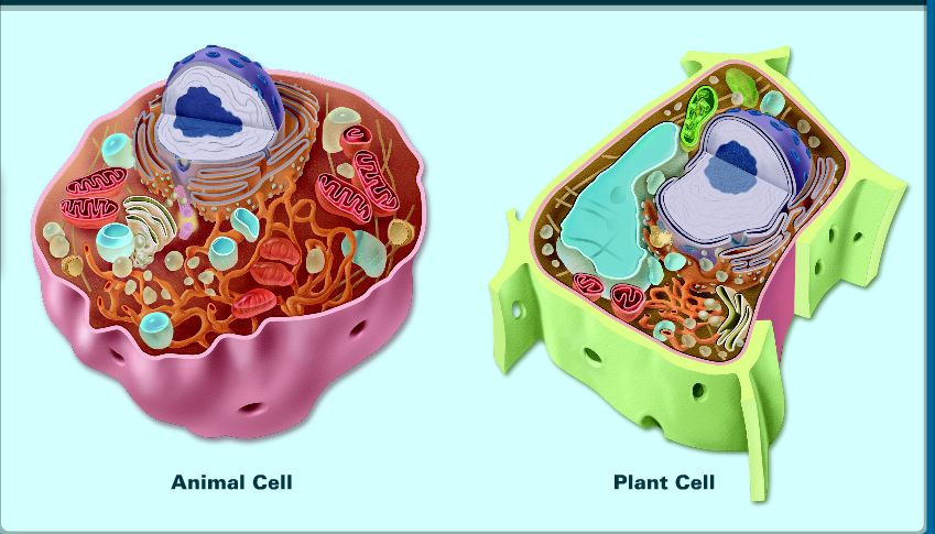 Similarities Between Plant And Animal Cells For Kids