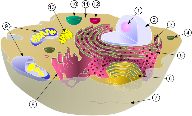 Simple Animal Cells Diagram
