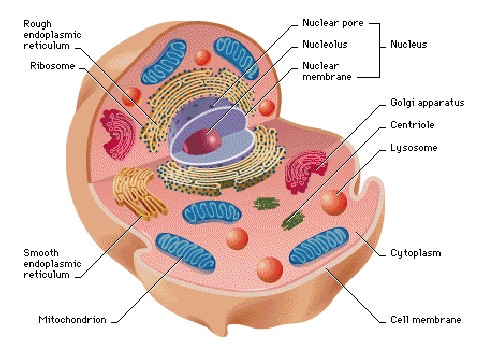 Simple Plant And Animal Cells Diagrams
