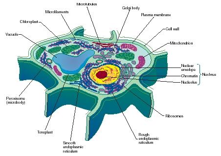 Simple Plant Cells For Kids