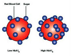 Simple Red Blood Cells Diagram