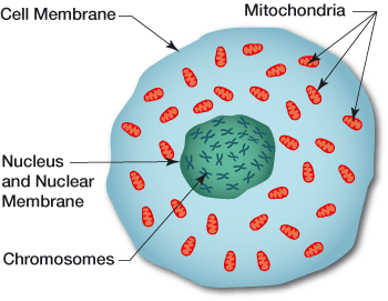 Simple Red Blood Cells Diagram