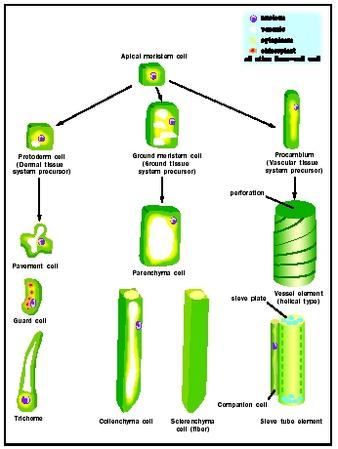 The Fiber Cells Of Plants Are A Type Of