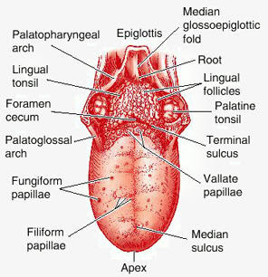 Tongue Cancer Symptoms Pictures