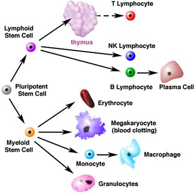 White Blood Cells Diagram Labeled