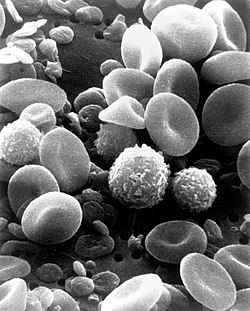 White Blood Cells Diagram Labelled