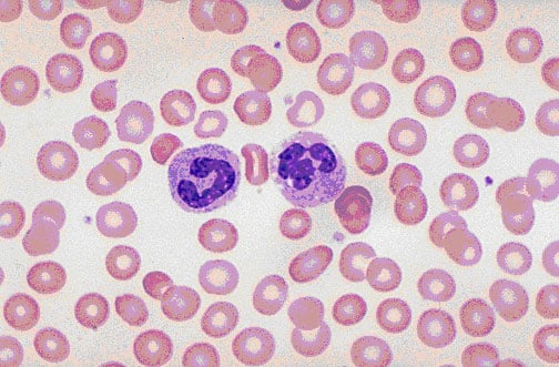 White Blood Cells Images