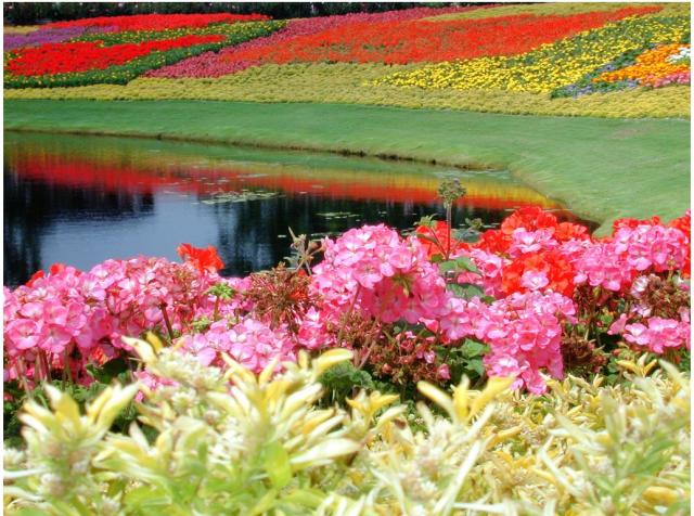 World Beautiful Flowers Garden