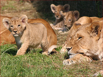 Youtube Lion Cubs Playing