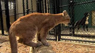 Youtube Lion Cubs Playing